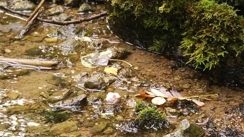 Panorama of a babbling stream Stock Footage 123759831