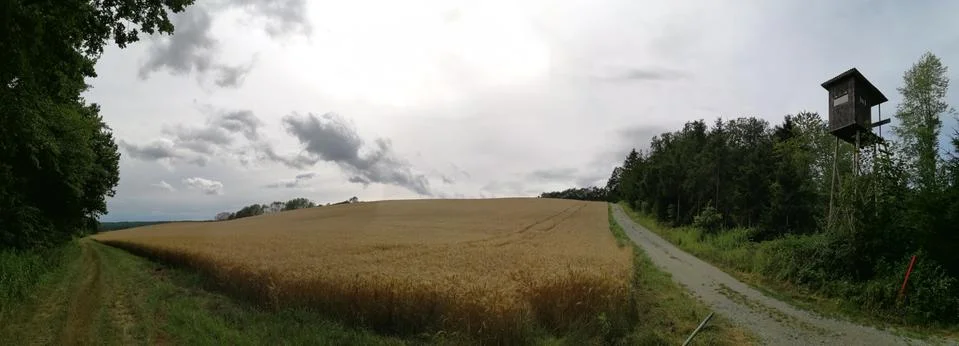 PANORAMA   background the CORNFIELD Stock Photos
