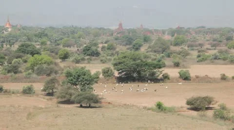 Panorama of Bagan 库存影片 11060360