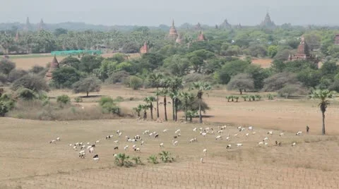 Panorama of Bagan 库存影片 11081663