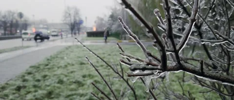 Panorama banner of ice covered tree branches near a road Stock-Footage 167170732