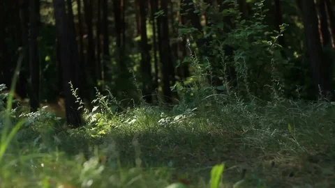 Panorama of beach forest Stock Footage 99119188