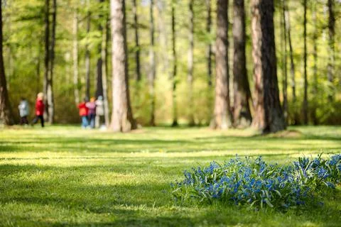 Panorama of beautiful trees at forest in sunrays at sunrise. Beautiful spring Foto stock