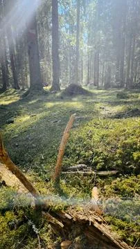 Panorama of beautiful trees at forest in sunrays at sunrise. Beautiful spring Stock Photos