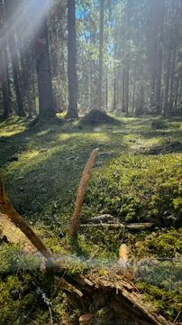 Panorama of beautiful trees at forest in sunrays at sunrise. Beautiful spring Stock Photos