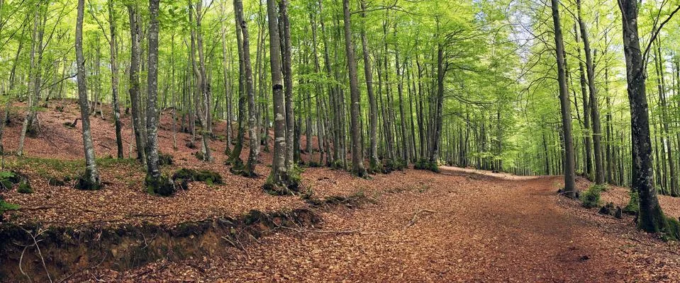 Panorama of beech forest in spring Stock Photos