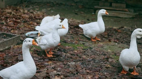 Panorama on Big White Geese Stock Footage 104551593