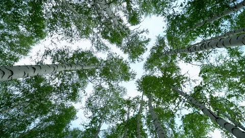 Panorama of a birch forest. Green forest in the summer. View of the trees from Stock Footage 130026316