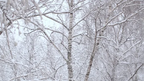 Panorama of the birch trees under the snow Stock Footage 123003673