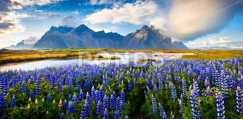 Panorama of Blooming lupine flowers on the Stokksnes headland Stock Photos