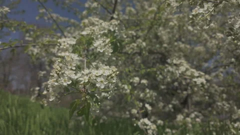 Panorama of blooming Mahaleb cherry or St Lucie cherry (Prunus mahaleb) with Stock Footage 327208766