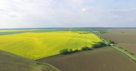 A panorama of a blooming rape field Stock Footage 77030302