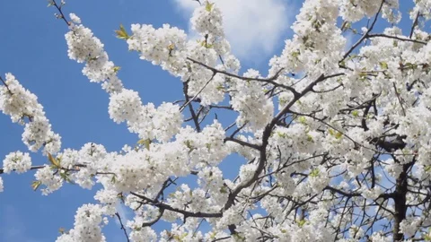 Panorama of Blossom tree Video stock 103287793