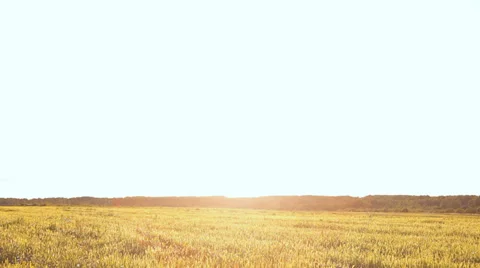 Panorama blue sky, clouds, green grass Stock-Footage 28631399