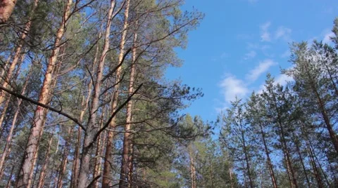 Panorama blue sky trees and clouds Stock Footage 50097798