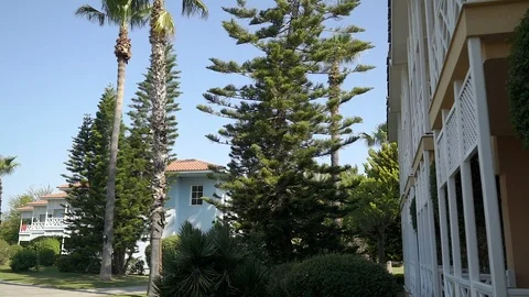 Panorama from the bottom up of a coniferous tree, which sways in the wind. Video stock 92154912