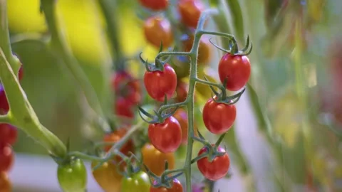 Panorama of branches of cherry tomatoes, bright red cherry tomatoes ripen faster Stock Footage 257454892