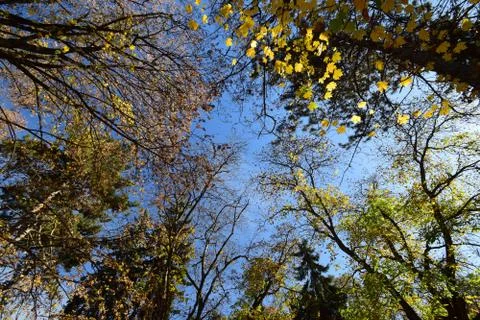 Panorama of branches of deciduous trees Fotos Stock