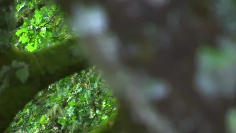 PANORAMA OF BRANCHES OF DEEP TREES Stock Footage 95668730
