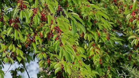 Panorama of the branches of a tree studded with berries Stock Footage 70142325