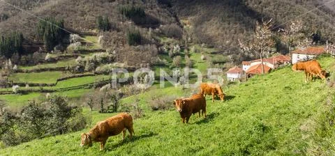 Panorama of brown cows in the Picos de Europa Stock Photos