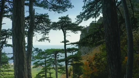 Panorama of centuries-old pine trees growing on a mountain slope against a Stock Footage 217405891