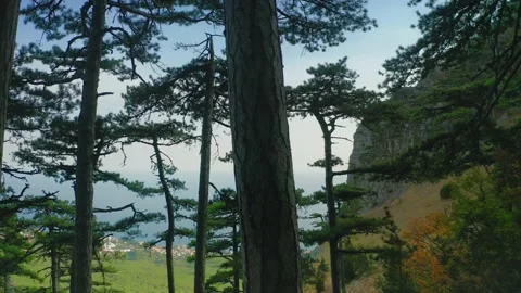 Panorama of centuries-old pine trees growing on a mountain slope against a Stock Footage 218403974