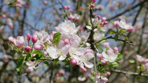 Panorama of a Cherry branch with flowers in spring bloom. A beautiful tree Stock Footage 204865662