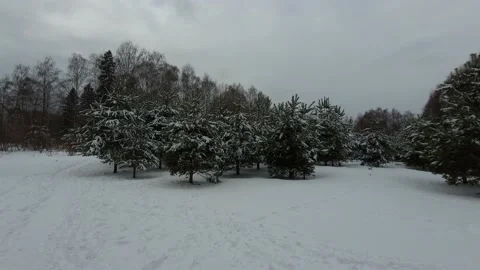 Panorama of a Christmas tree in the forest in winter. Nature 4K Video stock 172531182