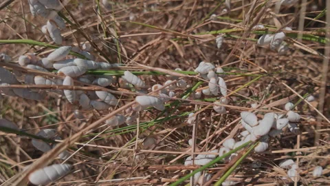 Panorama: Close-up of small white cylindrical snails (Brephulopsis cylindrica) Stock Footage 337910518