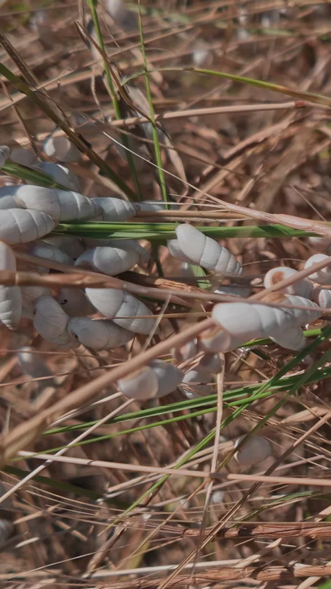 Panorama: Close-up of small white cylindrical snails (Brephulopsis cylindrica) Stock Footage 338135741