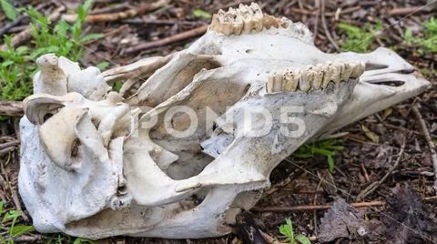 Panorama Close up view of the white skull with teeth of a dead animal in the Stock Photos