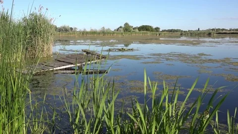 Panorama of the coast in the area of peat development.Sedge in the sun. Stock Footage 76937489