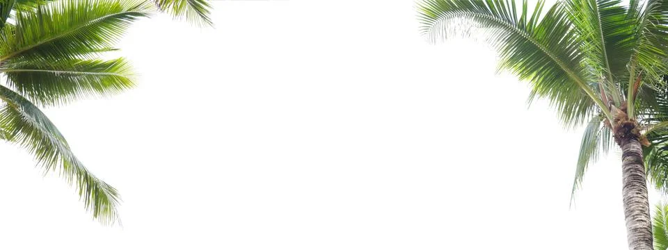 Panorama of coconut leaf frame isolate on white background whit copy space, S Stock Photos
