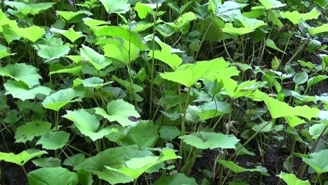 Panorama of coltsfoot leafs. Motion camera of medicinal plant HD video footage. Stock Footage
