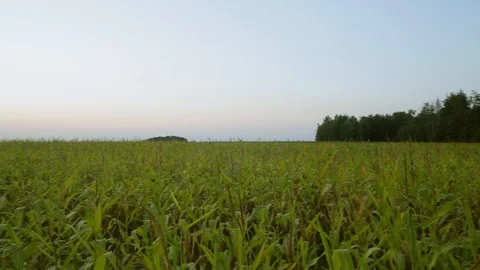 Panorama of corn field Video stock 101032913