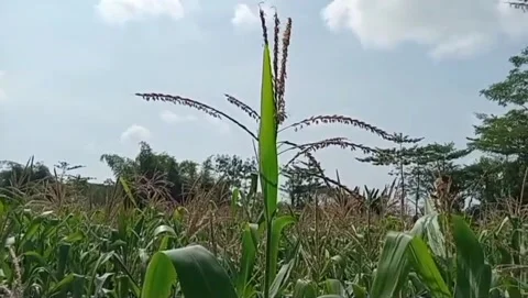 Panorama of corn fields in beautiful countryside. Vídeos de archivo 335771252