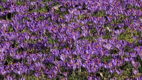Panorama of crocuses blooming in a field Stock Footage 323448552