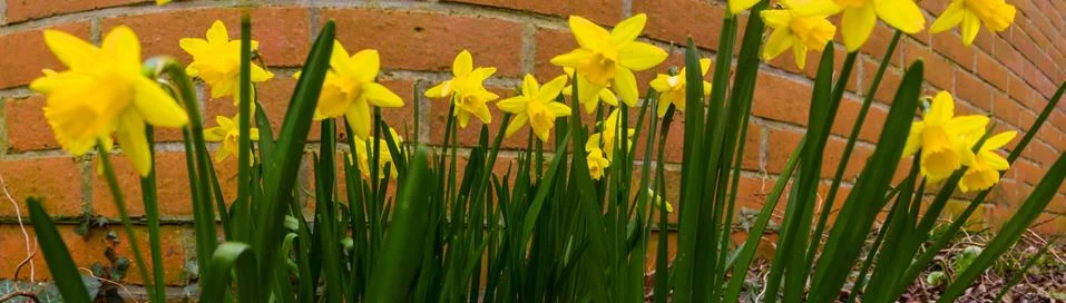 Panorama of daffodils Stock Photos