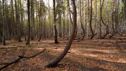 Panorama of the dancing forest Stock Footage 140616710