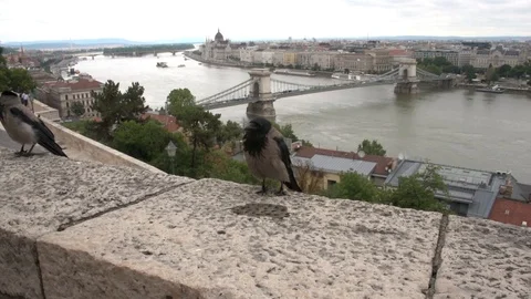 Panorama on Danube Budapest Hungary Stock Footage 101369690