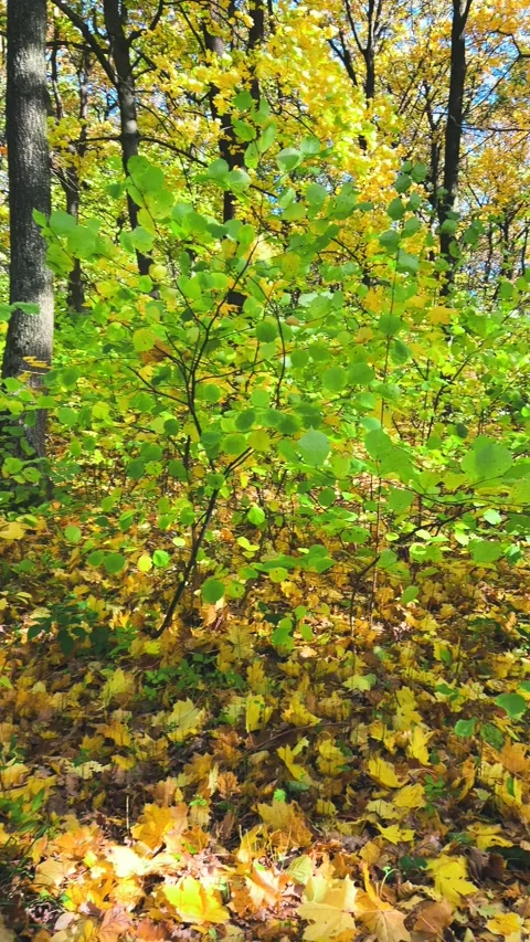 Panorama of a dense autumn deciduous forest with tall, slender trees. Stock Footage 321146767