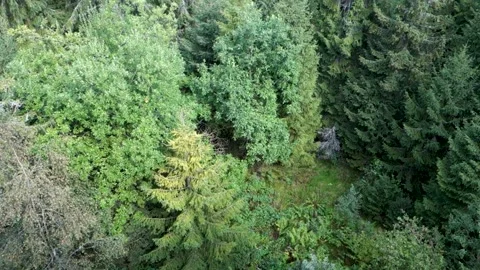 Panorama of dense mountain forest Stock Footage 210537805