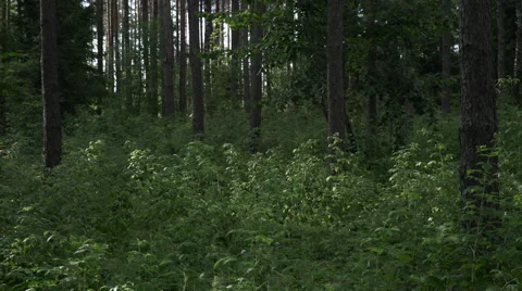 A panorama of a dense overgrown forest Video stock 63657344