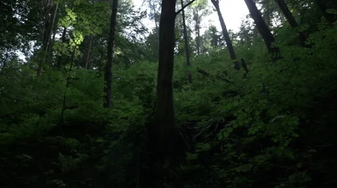 A panorama of a dense overgrown forest Video stock 63782797