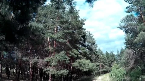 Panorama dense pine forest in summer Stock Footage 68417495