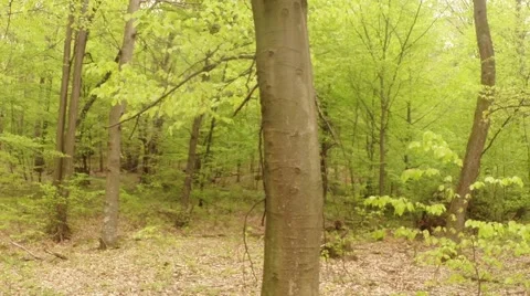 Panorama of the dense thickets of young beech forest in the mountains Stock Footage 43802956