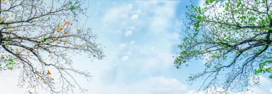 Panorama, difference tree branches in autumn and spring 写真素材