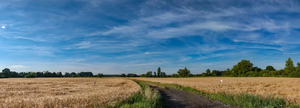 Panorama of dirt path along growing crop fields in spring Stockfoto's