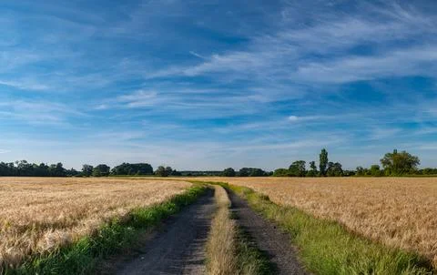 Panorama of dirt path along growing crop fields in spring Foto stock